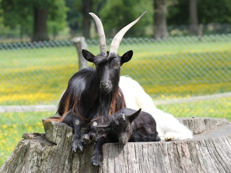 Valais black-necked goat with cub at Sababurg Zoo