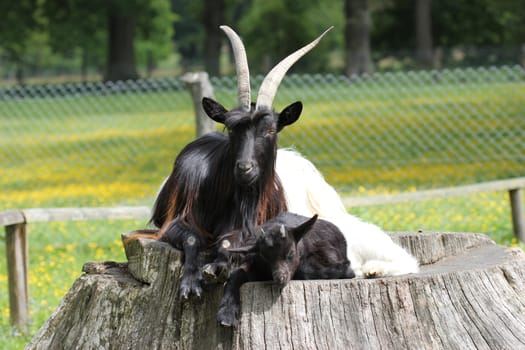 Valais black-necked goat with cub at Sababurg Zoo