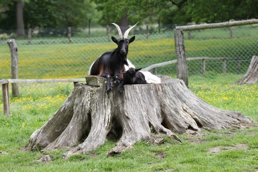 Valais black-necked goat with cub at Sababurg Zoo