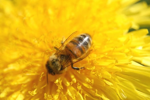 Bee on dandelion flower
