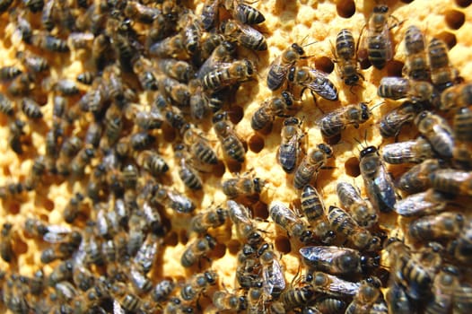 Bees on honeycomb