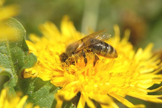Bee on dandelion flower