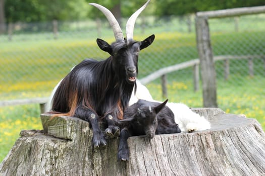 Valais black-necked goat with cub at Sababurg Zoo