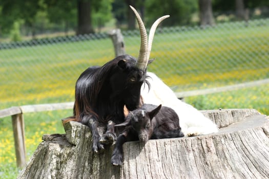 Valais black-necked goat with cub at Sababurg Zoo
