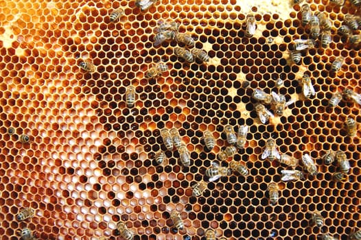 Bees on honeycomb
