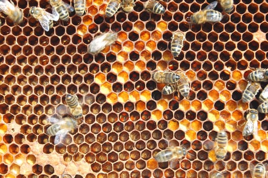 Bees on honeycomb