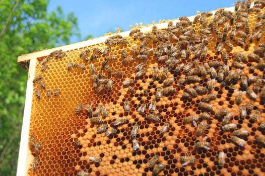 bees on honeycomb frame
