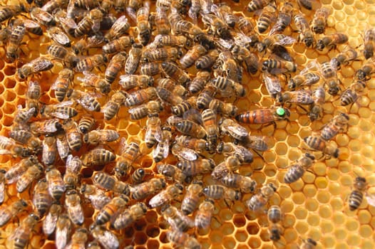 Bees on honeycomb