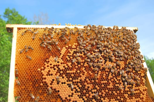 bees on honeycomb frame