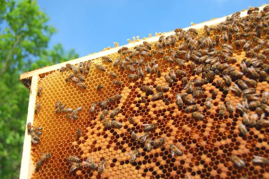 bees on honeycomb frame