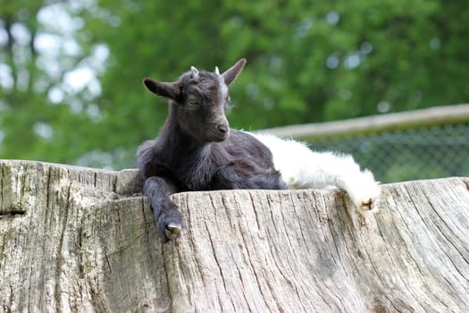 Valais black-necked kid rests on tree stump