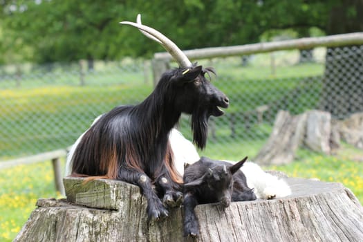 Valais black-necked goat with cub at Sababurg Zoo