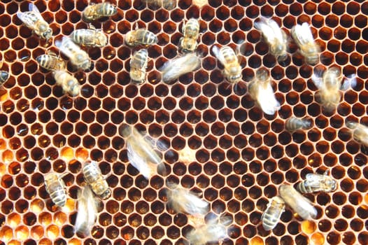 Bees on honeycomb