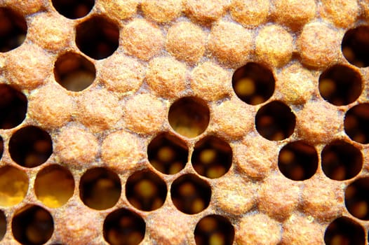 Honeycomb