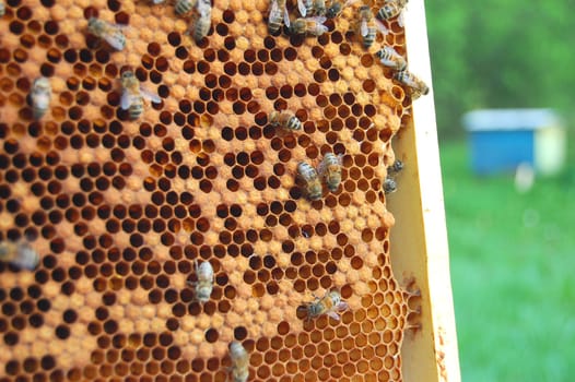 bees on honeycomb