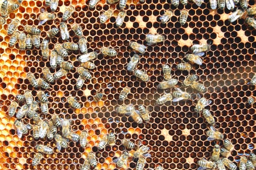 Bees on honeycomb