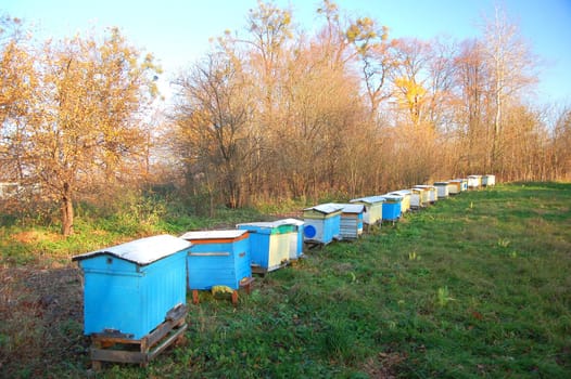 Apiary in the autumn