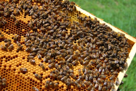 Bees on honeycomb
