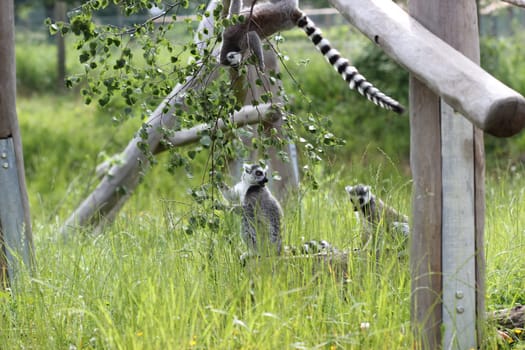 Ring-tailed lemurs at Sababurg Zoo