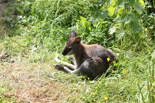 Young Bennett kangaroo resting in the grass