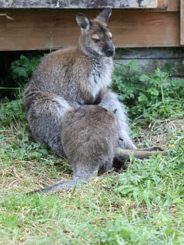Bennett kangaroo with cub