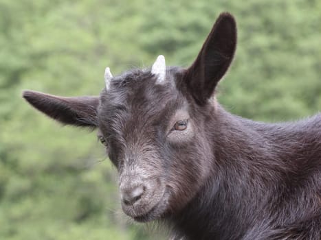 Valais Black-necked Kid