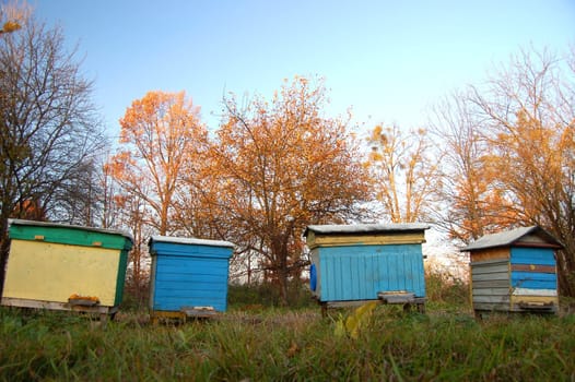 Apiary in the autumn