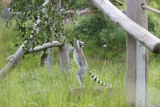 Ring-tailed lemurs at Sababurg Zoo