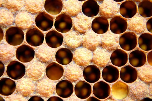 Honeycomb