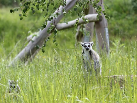 Ring-tailed lemurs at Sababurg Zoo