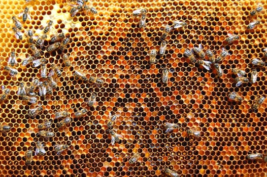 Bees on honeycomb