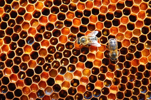 Bees on honeycomb