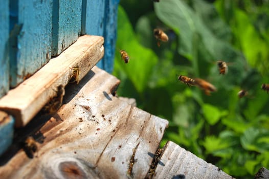 Bees at the entrance of a beehive