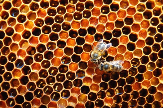 Bees on honeycomb