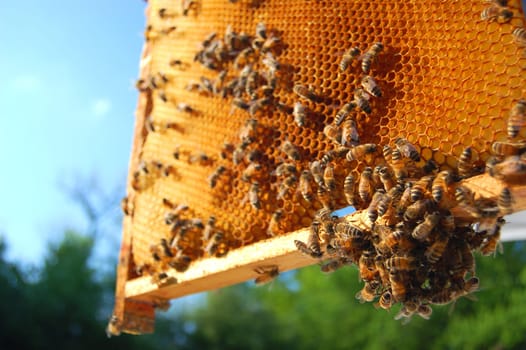 bees on honeycomb frame