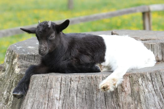 Valais black-necked kid rests on tree stump