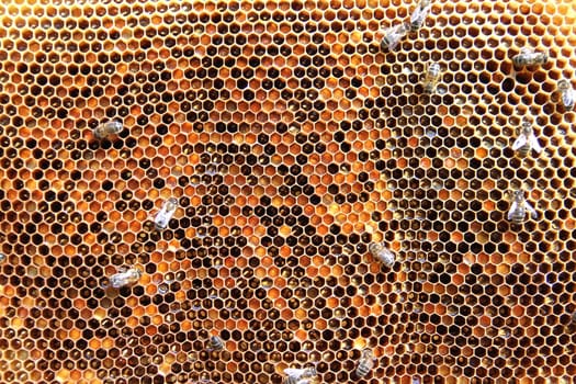 Bees on honeycomb