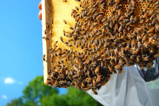 bees on honeycomb frame