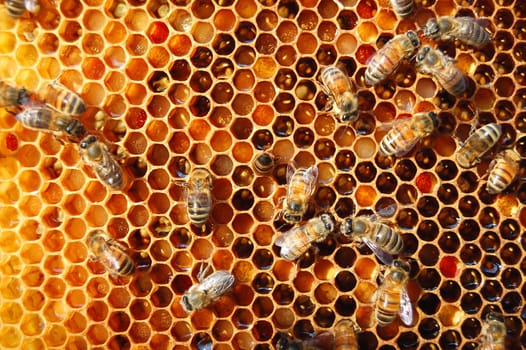 Bees on honeycomb