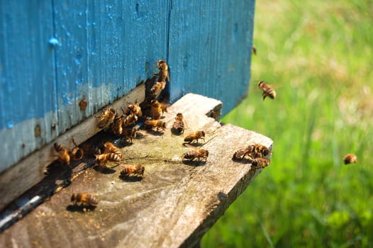 Bees at the entrance of a beehive