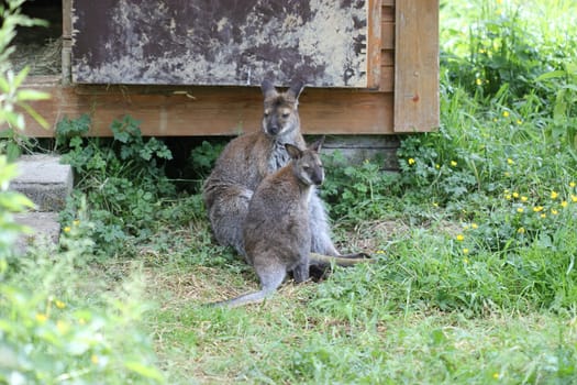 Bennett kangaroo with cub