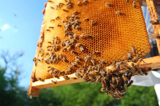 bees on honeycomb