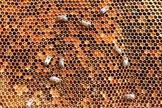 Bees on honeycomb