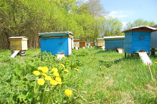 Apiary in springtime