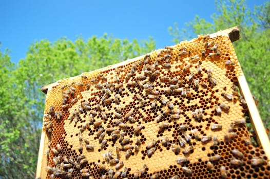 bees on honeycomb frame