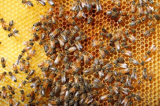 Bees on honeycomb