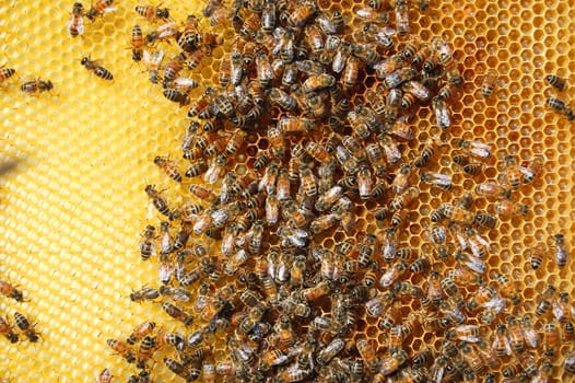 Bees on honeycomb