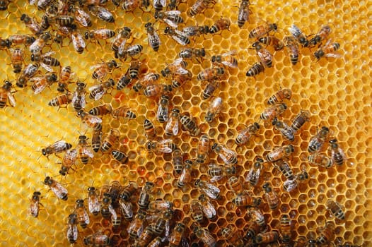 Bees on honeycomb