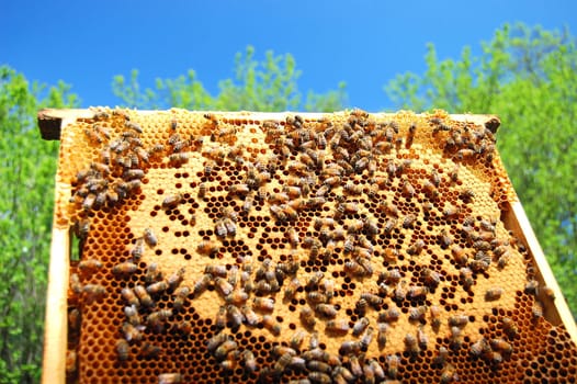 bees on honeycomb frame