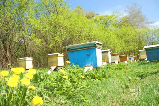 Apiary in springtime